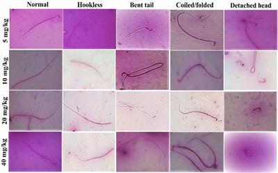 Acute Oral, Subacute, and Developmental Toxicity Profiling of Naphthalene 2-Yl, 2-Chloro, 5-Nitrobenzoate: Assessment Based on Stress Response, Toxicity, and Adverse Outcome Pathways